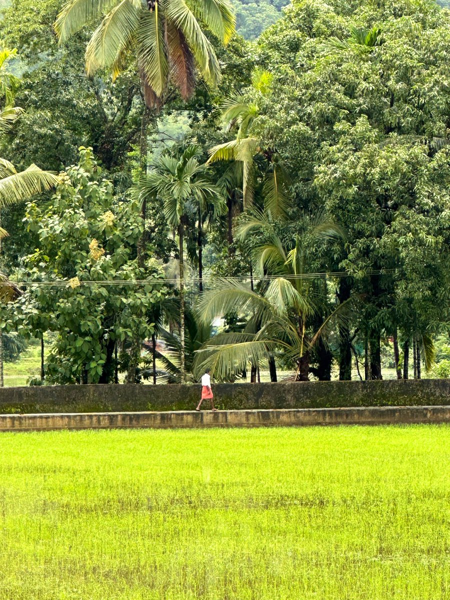 AkankshaDureja's tweet photo. To me, monsoon now means lush green paddy fields laced with a dash of coconut palms swaying in distance, while sweet raindrops descend from an overcast sky. Though late,I got my moment this year as well, and hopefully this tradition will last a lifetime. #chasingthemonsoon #rains https://t.co/wTQAoRaPU4