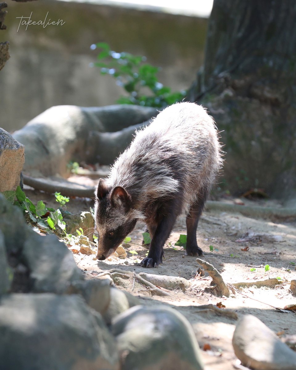 takealien's tweet image. 夏毛のタヌもいいぞ
#ホンドタヌキ #桐生が岡動物園 
📷️2024.08.04
#eosr6markii #my_eos_photo