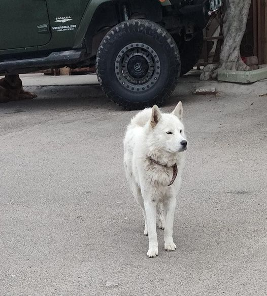 Obed_SiToo's tweet photo. Claro, aquí tienes otra opción:

"Vi a un perro blanco vagando solo por la calle hoy. Es desgarrador ver animales sin hogar. Ojalá podamos darle una segunda oportunidad a este peludito. ¡Todos merecen un hogar lleno de amor! #AyudaAnimal #SegundaOportunidad #CuidadoDeMascotas" https://t.co/LkcuZdTJ9k