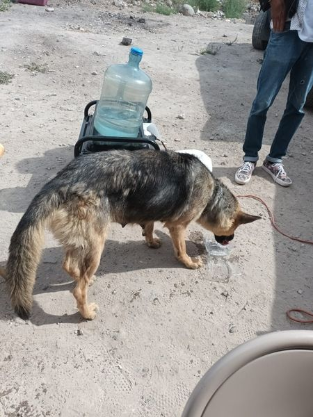 Obed_SiToo's tweet photo. "Darle agua fresca a tus mascotas es esencial para su salud. 🐾💧 Mantiene su hidratación, regula la temperatura corporal y apoya el funcionamiento de órganos vitales. ¡Un pequeño gesto que hace una gran diferencia! #CuidadoAnimal #MascotasSaludables #Hidratación" https://t.co/eX5Gknzlym