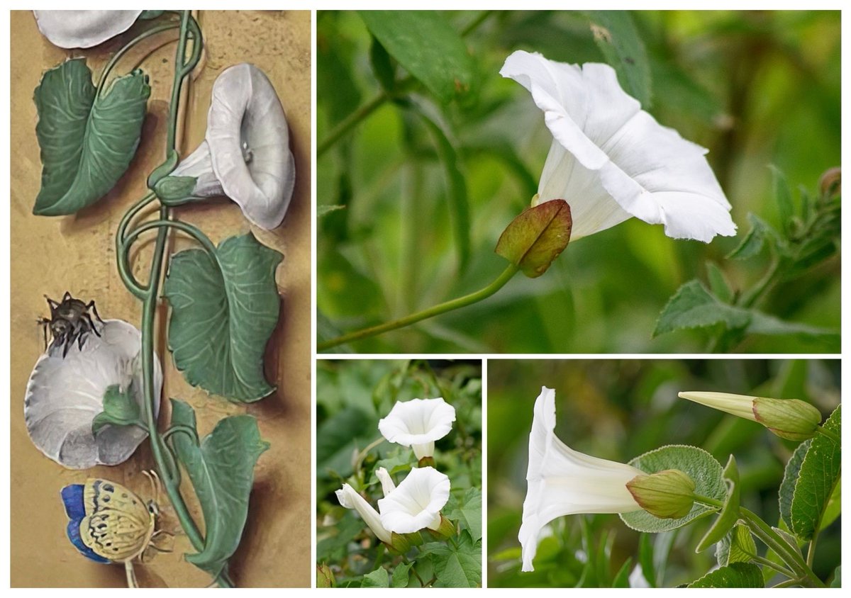 VenetiaJane's tweet photo. Summer-flowering hedge bindweed (Calystegia sepium) is also known as “granny-pop-out-of-bed”. An old game played by children is to grasp the flower by its calyx and squeeze, making the corolla detach and ‘pop’ off, while chanting “granny, granny, pop out of bed!”. #FolkloreSunday https://t.co/F92U4u34jf