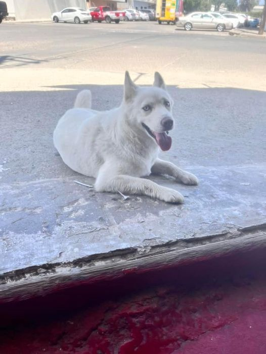 Obed_SiToo's tweet photo. "Hoy me encontré un perro blanco en la calle, perdido y desorientado. 🐶🤍 Lo llevé a un refugio para que reciba atención y pueda encontrar a su familia o un nuevo hogar. ¡No dejemos a nuestros amigos peludos solos! #CuidadoAnimal #RescateAnimal #AdoptaNoCompres" https://t.co/Bi9FmmXoY6