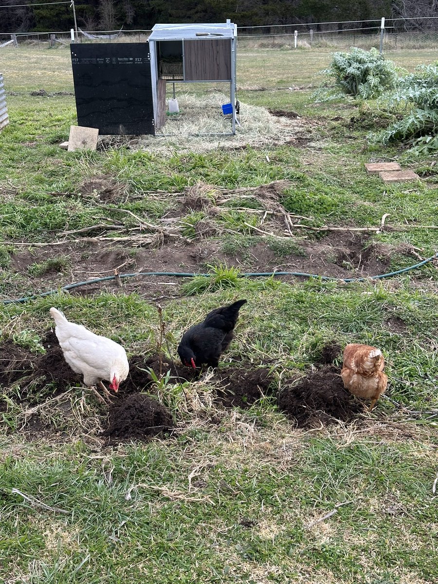 chris moran tweet media