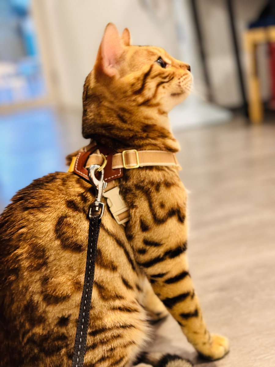 出門也會乖乖陪在主人身邊的莎莎☀️