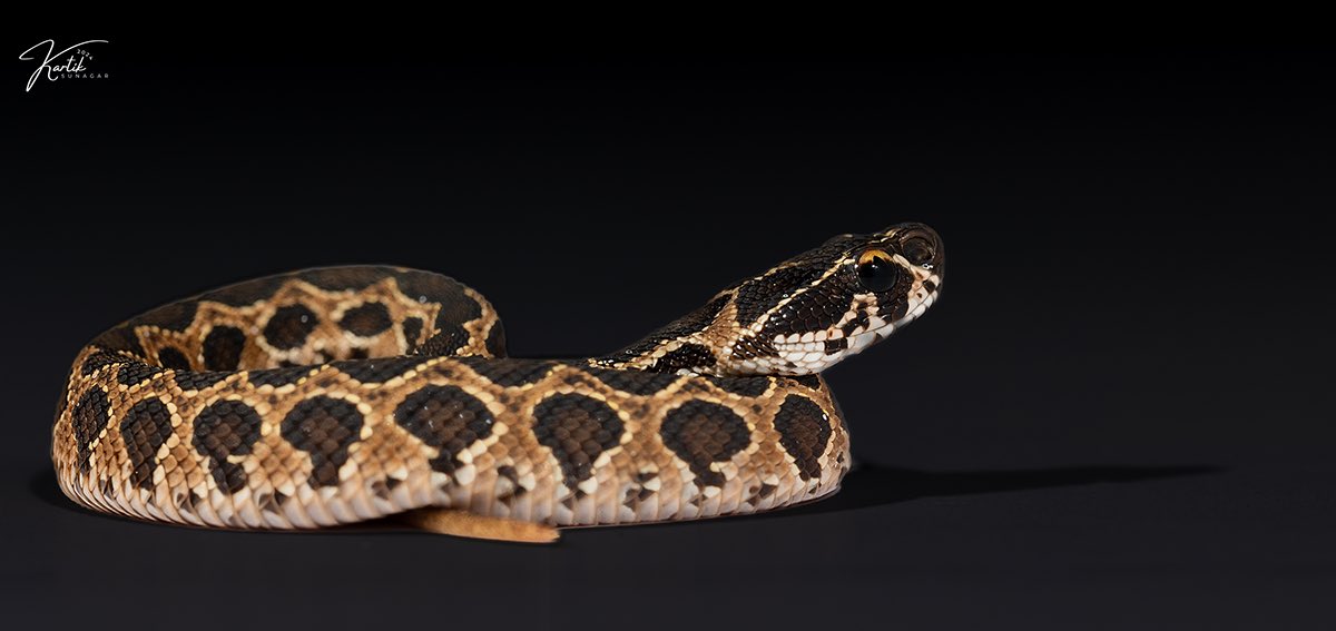 Researchers <a href="/CES_IISc/">CES, IISc</a> explored how snake venom varies as snakes age with the help of Russell's viper and the spectacled cobra, responsible for a number of deaths and disabilities.
Their findings can help in developing effective antivenom.

iisc.ac.in/from-birth-to-…

#IIScresearch