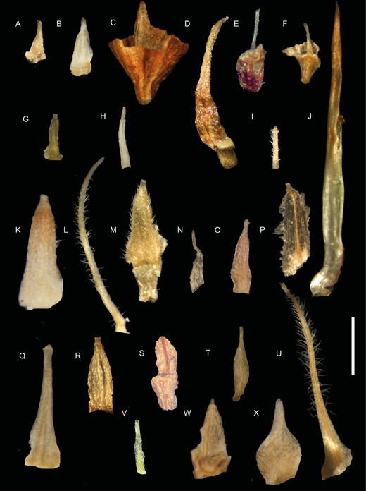 AnaM_sp_'s tweet image. Check out my first PhD publication! In this huge revision, a result from an international collaboration, we finally clear out the South American Carex sect. Junciformes taxonomy and described four new species! 👇

doi.org/10.1093/botlin…