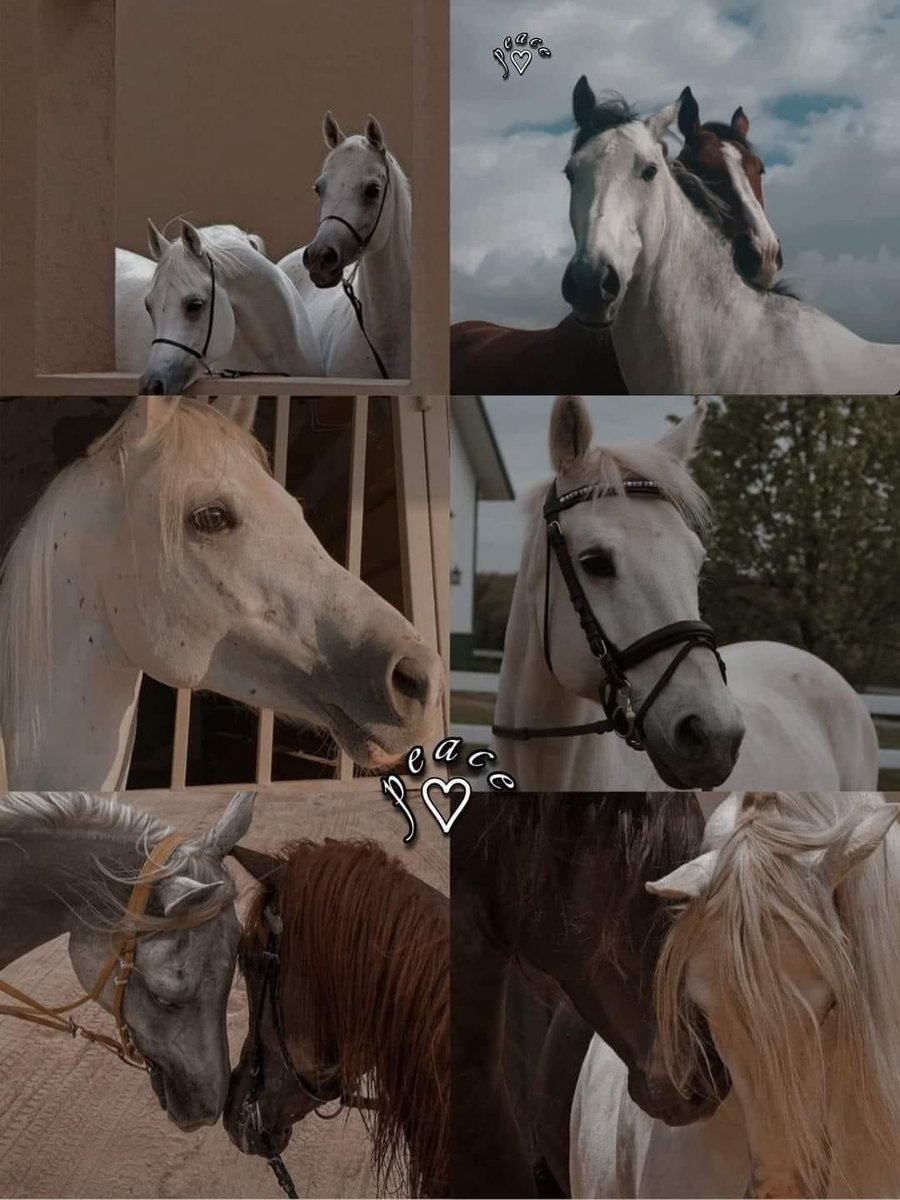 أحُبك❤️ tweet media