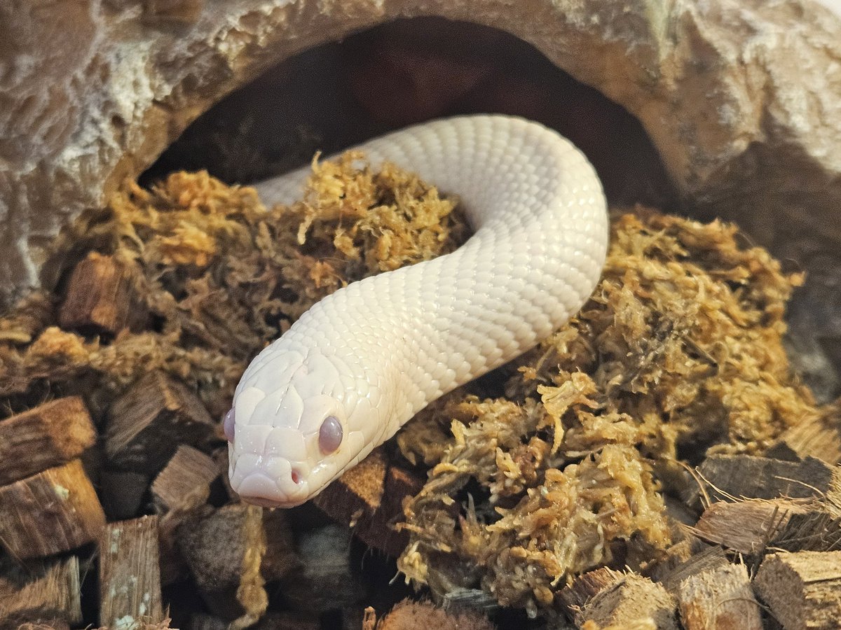 블루왔길래 집안에 젖은수태 쑤셔넣었더니 뭐하는짓이냐고 얼굴 내밀었다