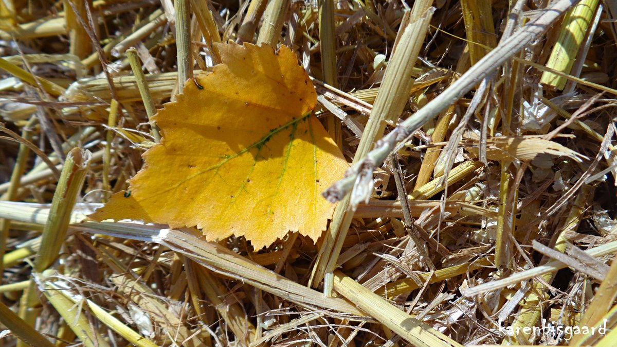 KarenBisgaard1's tweet photo. https://t.co/wO4Yykmycj
#harvest #yellowleaf https://t.co/tI6pOHXK9A
