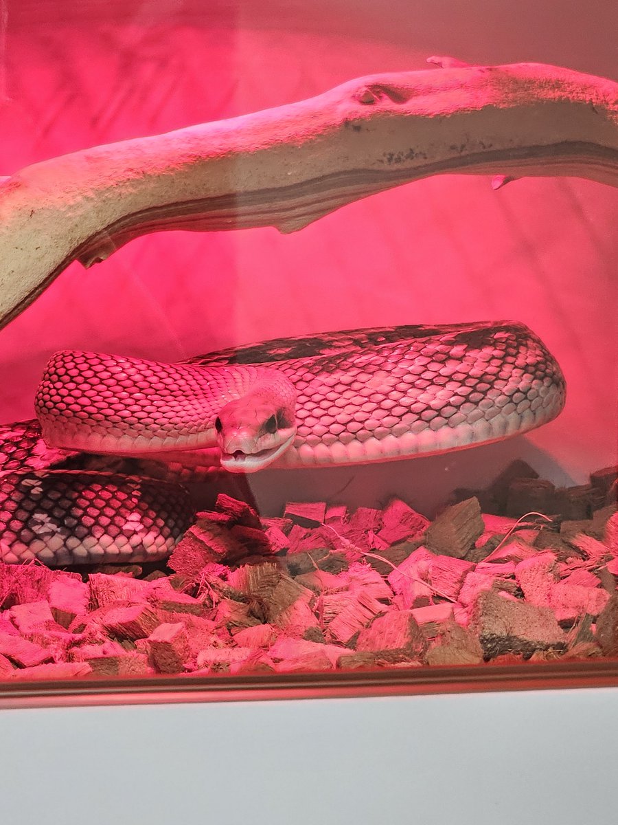 진짜 뱀질머리 레전드