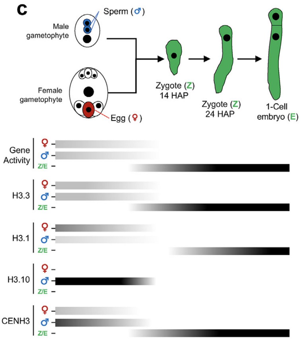 Michael Nodine (@mnodine1) on Twitter photo Here's a short review that Leonardo Jo (<a href="/leonardojo/">Leonardo Jo</a>) and I wrote together on epigenetic inheritance, reprogramming and priming in early plant embryos:
sciencedirect.com/science/articl…
It was fun to write and we hope you enjoy it! Here's a short review that Leonardo Jo (<a href="/leonardojo/">Leonardo Jo</a>) and I wrote together on epigenetic inheritance, reprogramming and priming in early plant embryos:
sciencedirect.com/science/articl…
It was fun to write and we hope you enjoy it!