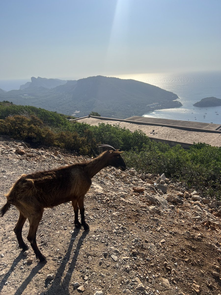 johndcotter's tweet photo. Well, that was epic. #capdeformentor #formentor #Pollença 🚵🏽♂️ https://t.co/QQNLzbOD1X