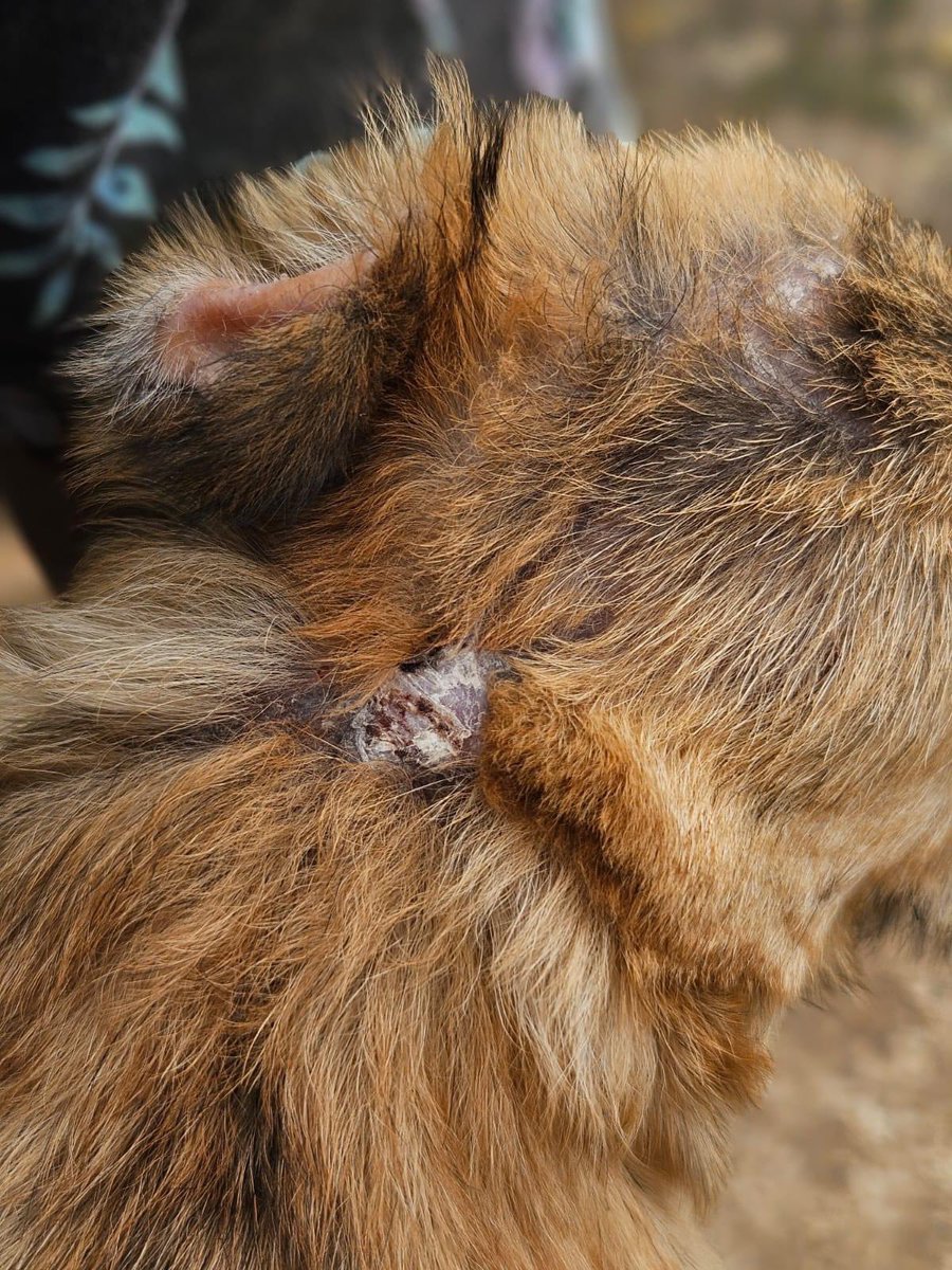 🆘Notfall-Welpe MANITO hat bei einer Beißattacke beide Ohren verloren - dringend Platz gesucht! 🆘

➡️ Beschreibung/Galerie-Eintrag:
prodogromania.de/alle-hunde/man…

📧 Kontakt bei Fragen ausschließlich an: info@prodogromania.de