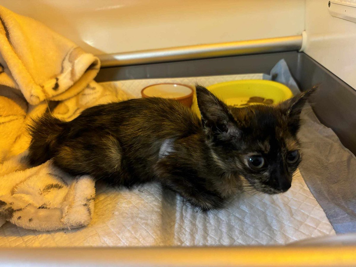 Iwi trafiła do kociego szpitala. Od razu do inkubatora i pod tlen. Jej życie było mocno zagrożone. Ogromna duszność, niska temperatura, lejące się przez ręce ciałko. To cud, że resztakami sił na parkingu, potrafiła poprosić o pomoc.

Walczymy o Iwi ❗️🙏⬇️
ratujemyzwierzaki.pl/iwii-felineus