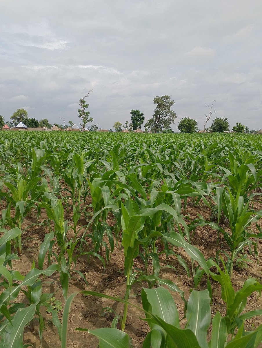 MagajiWorld's tweet photo. Alhamdulillah ❤️ 
#farm #Paris2024 #EndBadGovernanceInNigeria #TinubuMUSTGo https://t.co/r6EH6rMRLY