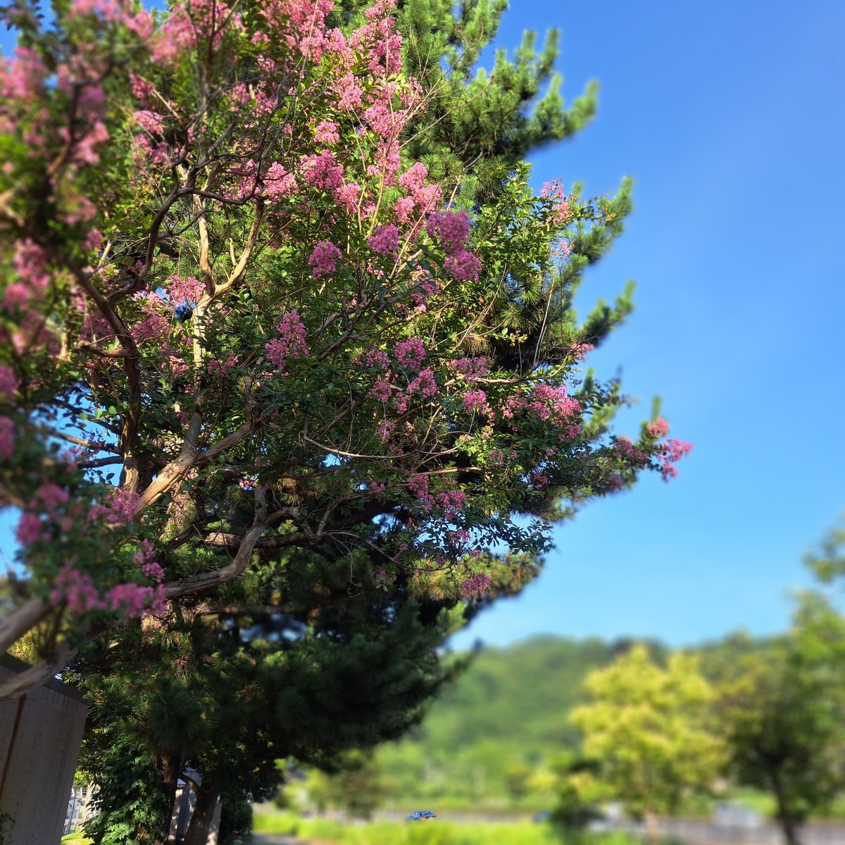 9geOiVeQBJU5xhL's tweet photo. 明日は休みに
今夜まで

暑い中の撮影も
考えないと

行ってきます。 https://t.co/bYZaoV8uNR