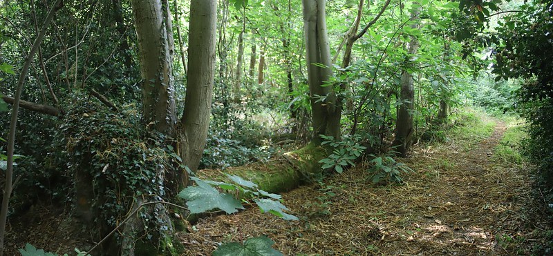 stephenmid's tweet photo. Great walk around @woodlandtrust Joyden's Wood last week for #observatree. More pictures here: https://t.co/7H6irjEA9E https://t.co/JixguTQpbJ
