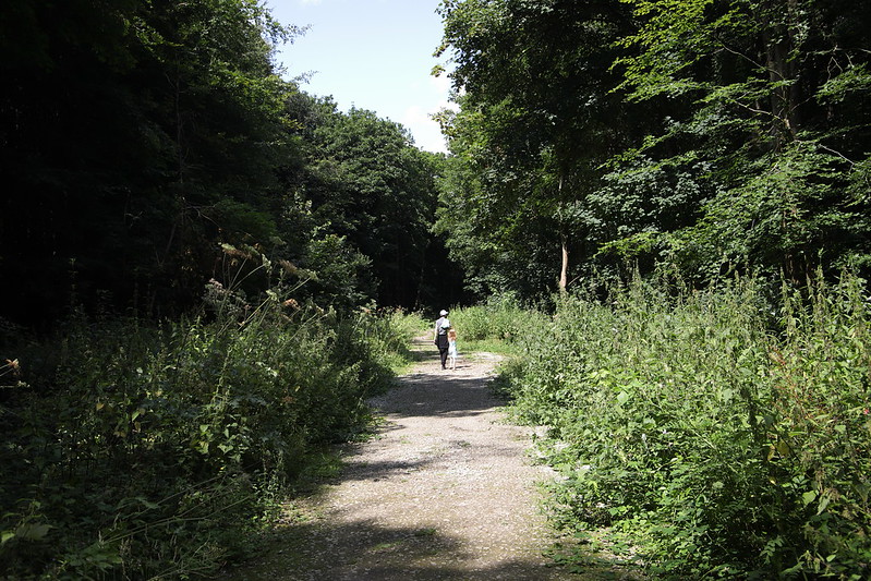 stephenmid's tweet photo. Great walk around @woodlandtrust Joyden's Wood last week for #observatree. More pictures here: https://t.co/7H6irjEA9E https://t.co/JixguTQpbJ