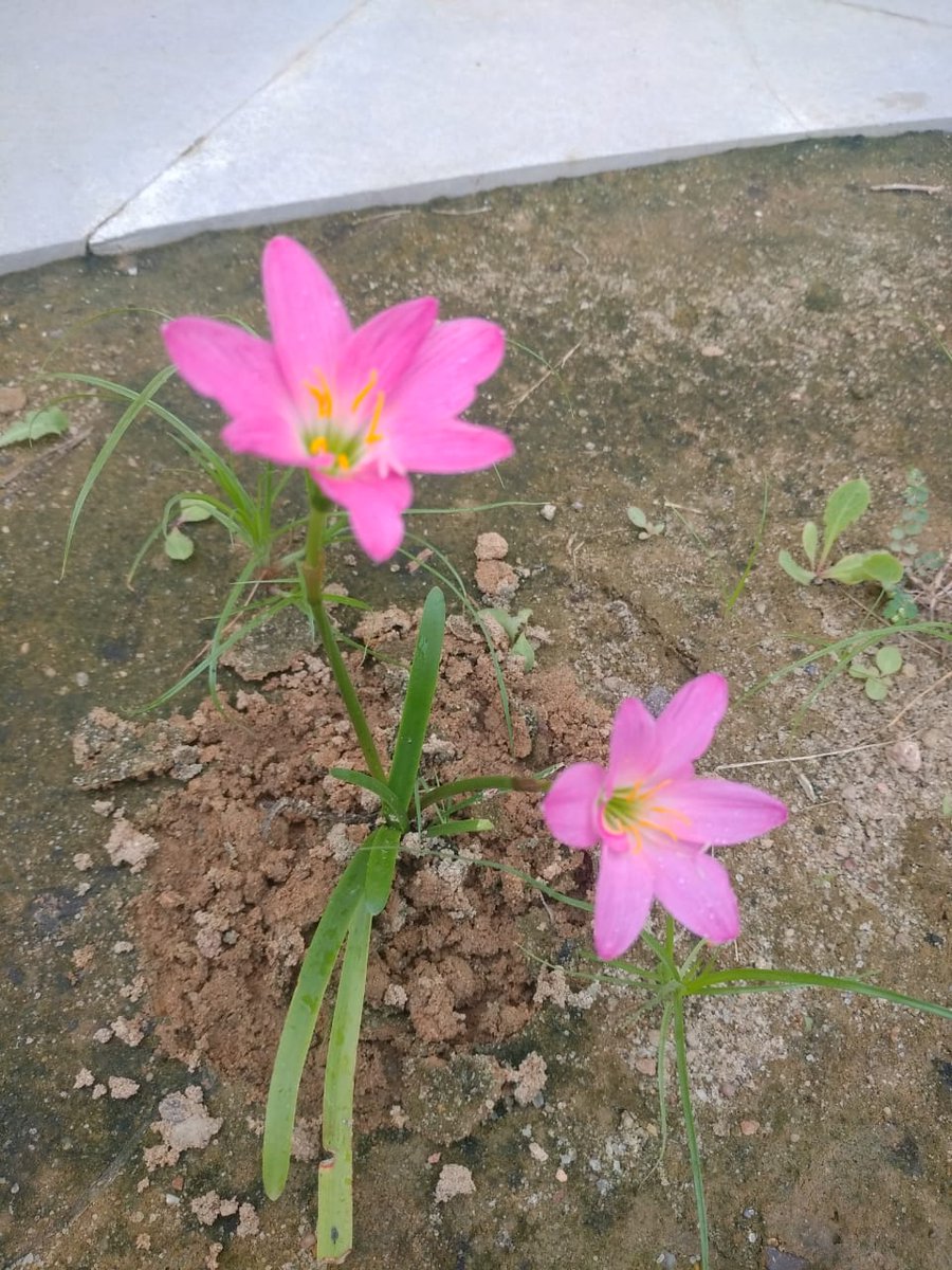 Krishnasak60404's tweet photo. Experience the enchanting bloom of #RosepinkRainLilises @RSCBhuj campus! These exquisite flowers are painting the garden with their vibrant hues and delicate charm. #NatureMagic #FloralSplendor #BotanicalBeauty https://t.co/EbzNeI8Dqz
