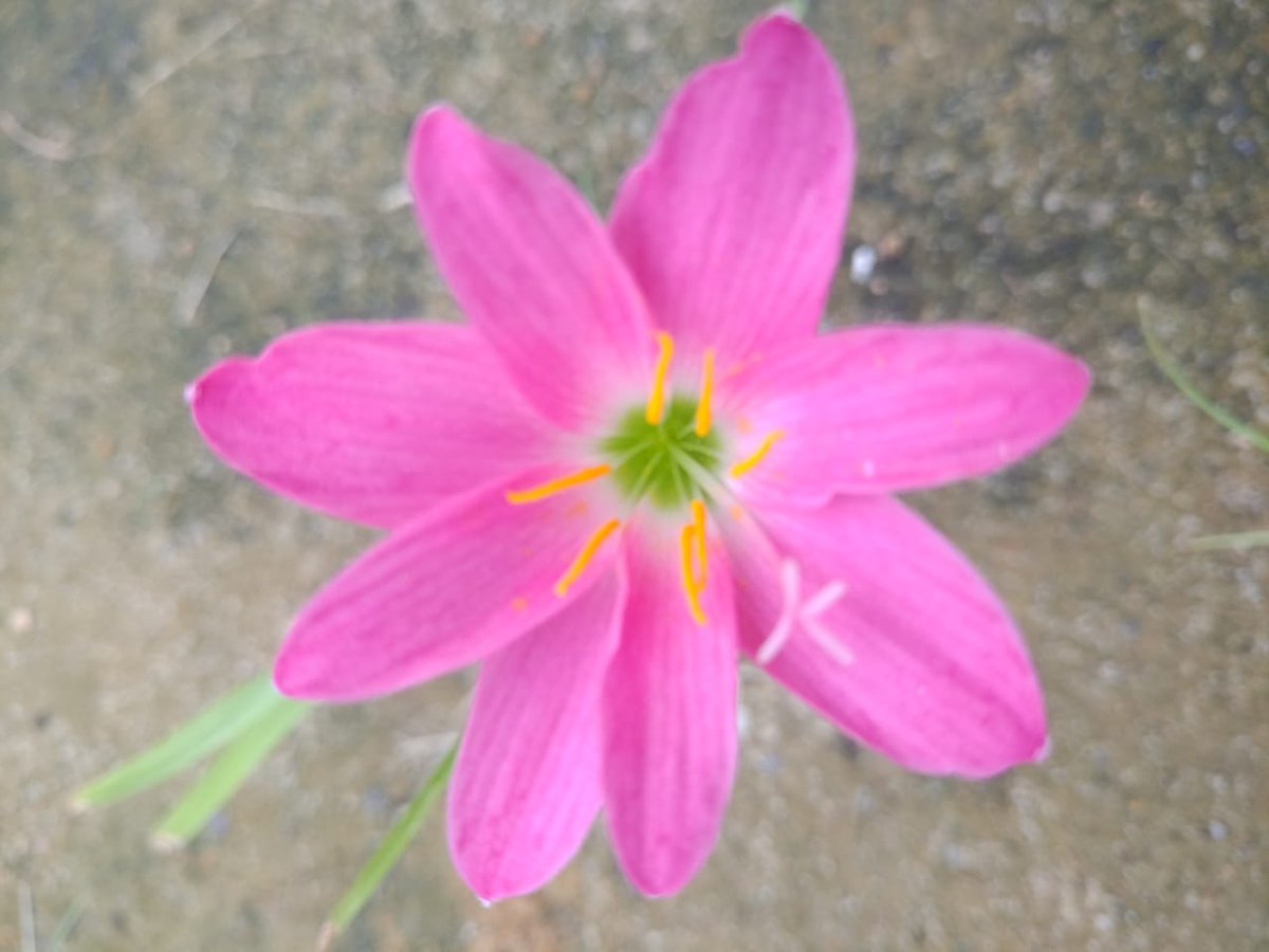 Krishnasak60404's tweet photo. Experience the enchanting bloom of #RosepinkRainLilises @RSCBhuj campus! These exquisite flowers are painting the garden with their vibrant hues and delicate charm. #NatureMagic #FloralSplendor #BotanicalBeauty https://t.co/EbzNeI8Dqz