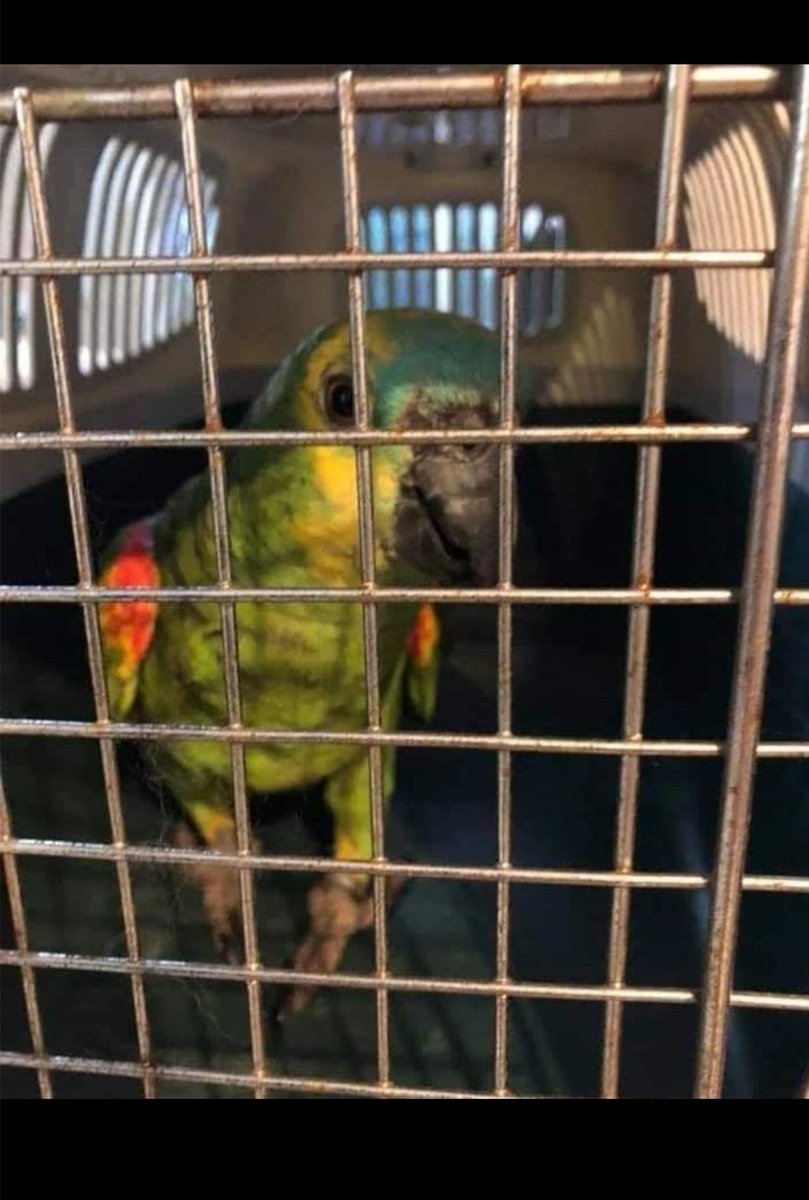 🚨 ENCONTRADO #AmazonasAestiva?🚨 

#España #Vilaseca #Tarragona  #loro #OlympicGames #ParisRTVE3a #SummerSlam #Cites #PERDIDO #Frentiazul #Frenteazul