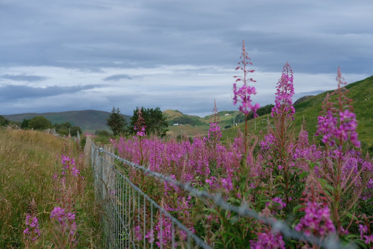 rossalcroft's tweet image. Rogart: 7.30am. At the bottom of the croft. There’s a heavy dew. It’s quiet &amp;amp; still. Yesterday was filled with the noise of hundreds of sheep voices, as ewes on the hill opposite were gathered for shearing. Willow herb is pink along the railway. Devil’s bit scabious is beginning.