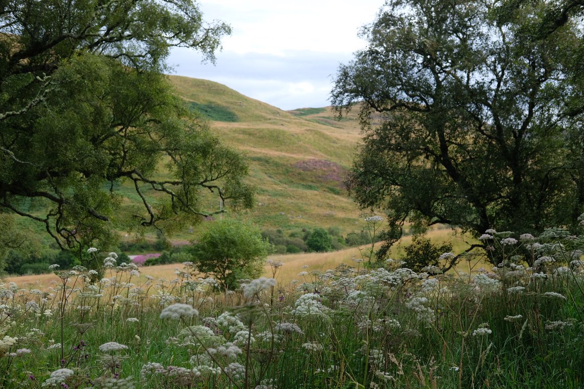 rossalcroft's tweet image. Rogart: 7.30am. At the bottom of the croft. There’s a heavy dew. It’s quiet &amp;amp; still. Yesterday was filled with the noise of hundreds of sheep voices, as ewes on the hill opposite were gathered for shearing. Willow herb is pink along the railway. Devil’s bit scabious is beginning.