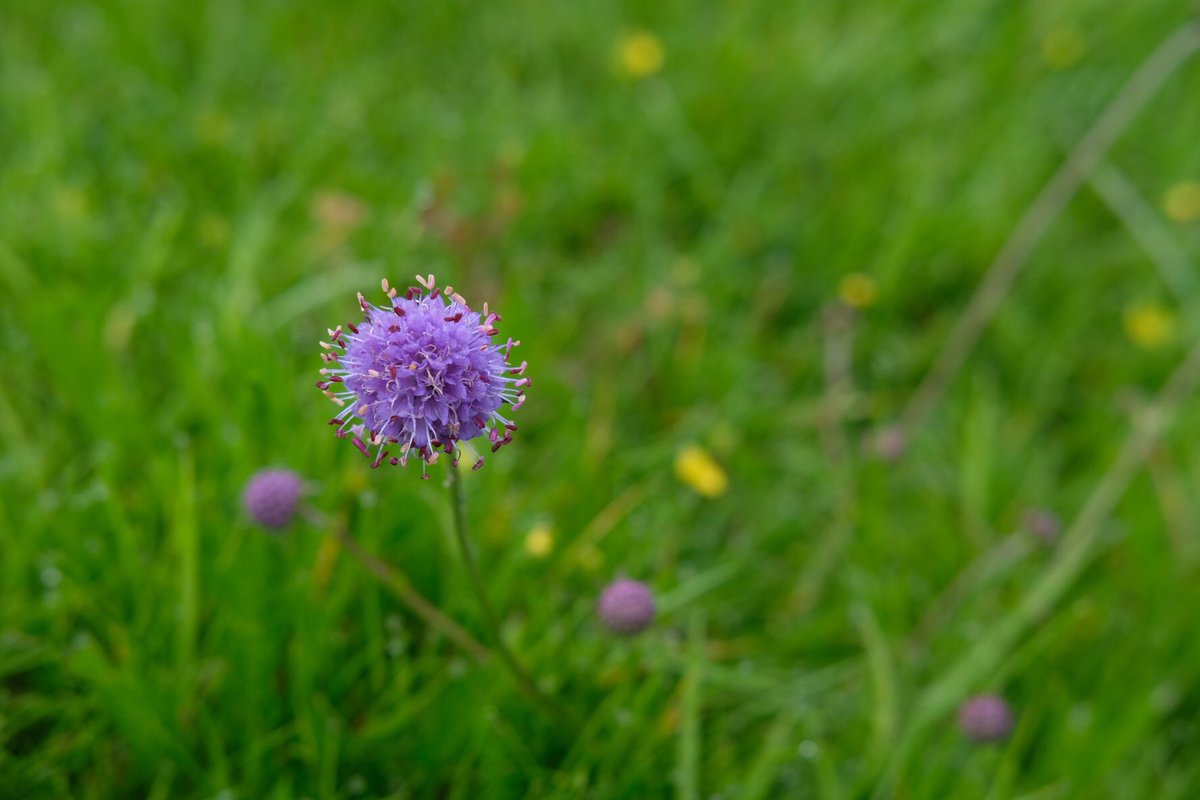rossalcroft's tweet image. Rogart: 7.30am. At the bottom of the croft. There’s a heavy dew. It’s quiet &amp;amp; still. Yesterday was filled with the noise of hundreds of sheep voices, as ewes on the hill opposite were gathered for shearing. Willow herb is pink along the railway. Devil’s bit scabious is beginning.