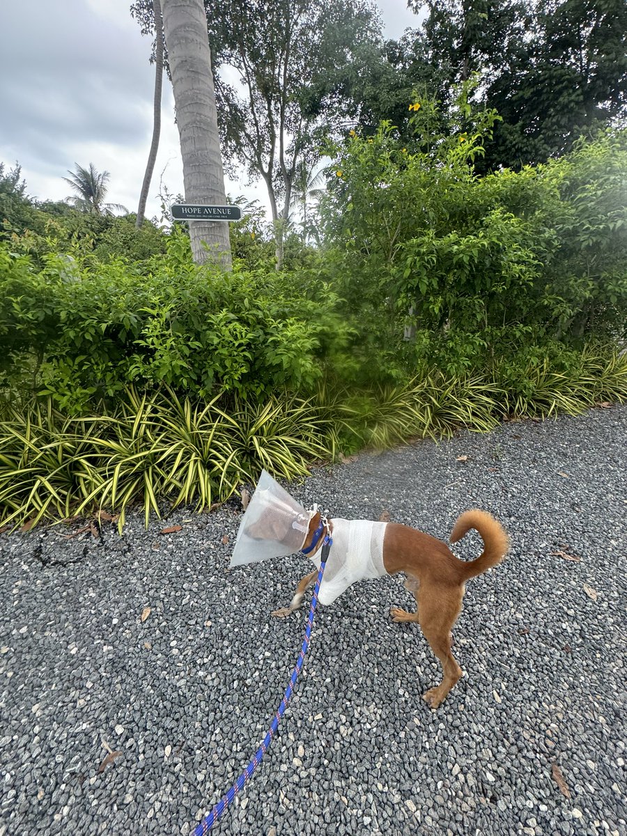NiallHarbison's tweet photo. He’s already very mobile as he learns to adapt to his new life. What I did notice is that his tail wouldn’t stop wagging today. 

We’re taking things very easy for Leo but you can tell the weight of the world has been lifted from him (4/6) https://t.co/kaBOim5IbE