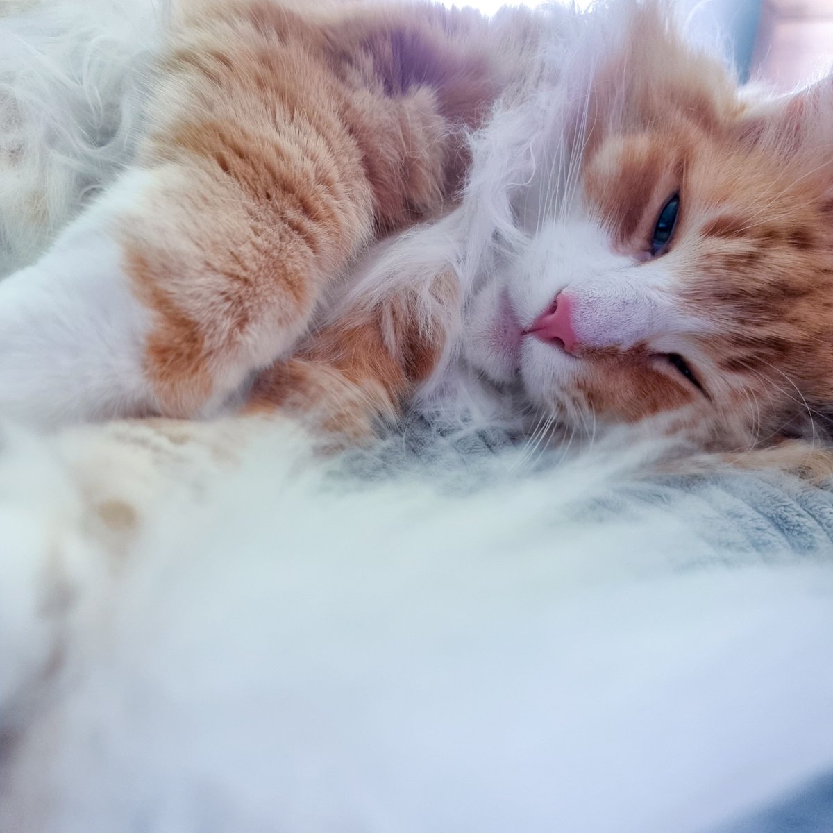 catwithaknife's tweet photo. Lazy Sunday!!!🎵🎶💤Jengo approves😸💙🌈
・
#catwithaknife #キャットウィズアナイフ #jengothecat #jengothekitty #ジェンゴさん猫 #norwegianforestcat #lazysunday #sleepyday #sleppykitty #catlife #catphoto #kawaii #cutecat #怠け者の日曜日 #猫 #ねこ #猫好き #かわいい #猫の生活 https://t.co/stuUyOu5Wa