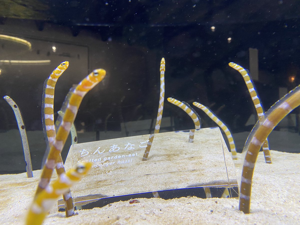 kj_1206's tweet photo. 10年くらい振りに水族館

#ちんあなご 
#京都水族館 https://t.co/fvv8HgLIRK