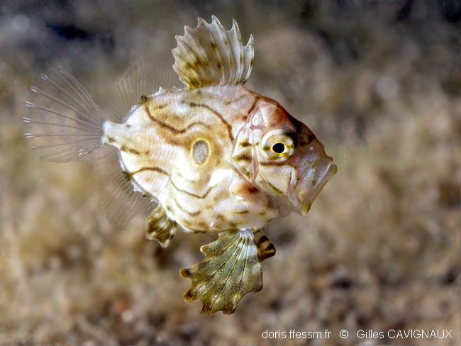 goademan's tweet photo. @theoctopuslady Parazens usually have massive fins like that, the related john dories also have similar massive fins especially as babies
Zeiformes is a very silly looking group I love reading up on them https://t.co/MULad0fUQL