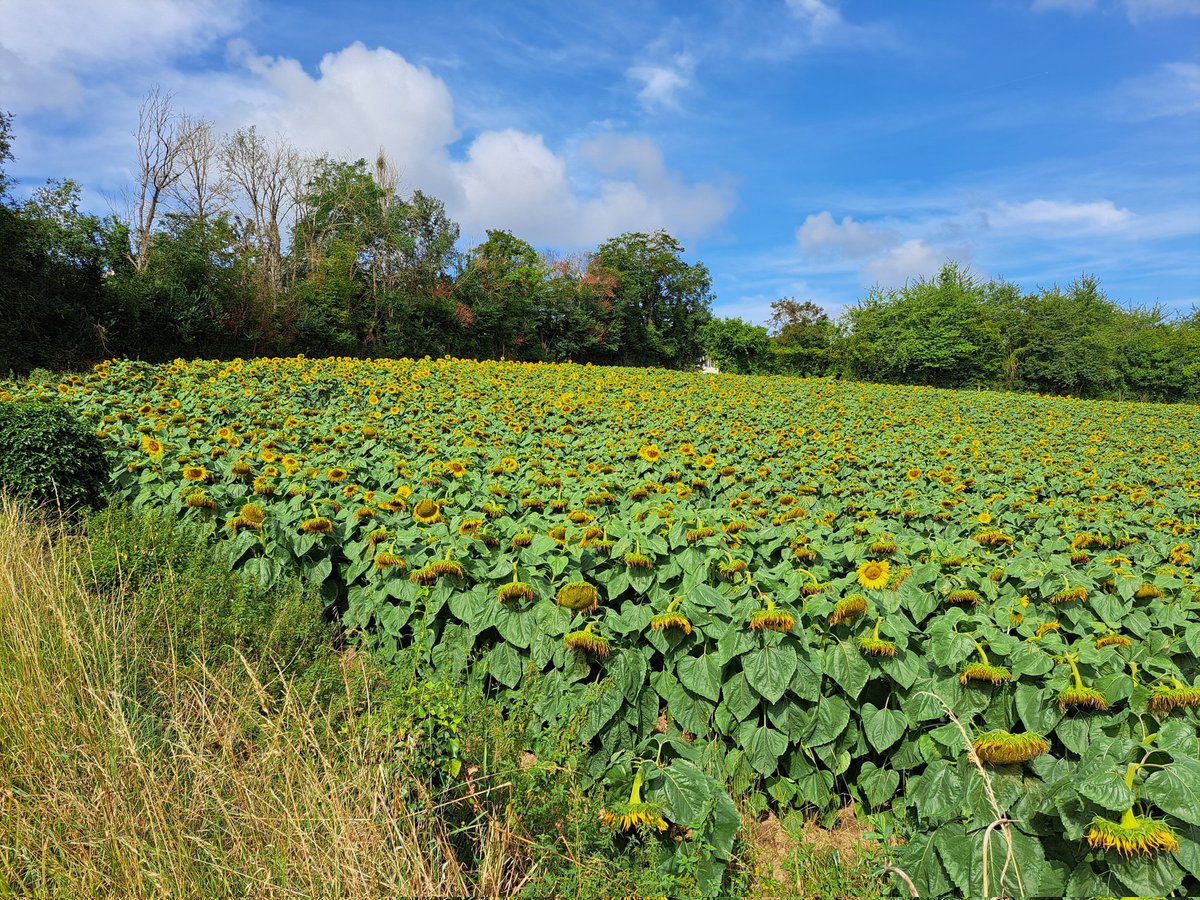 ch_hasenfratz's tweet photo. #BaladeSympa ce matin à #Guerville pour s'aérer l'esprit avant une semaine qui sera encore dure...
#paysage #landscape #TerreDeSeine https://t.co/UWlCO2WTJR