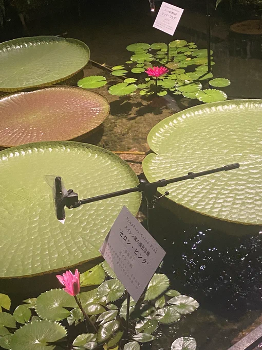 今日は夜の植物園(牧野植物園のイベ)へ行ってスイレンが咲くまで粘ってたので大河実況できんかった 夜の植物園、随所に夜開く花と職員が暗闇の中ぼうっと光って待ち構えており非日常という感じで良かった スイレンやムジナモを見たりクイズに答えて賞品を貰うなどして満足して帰ったのだった