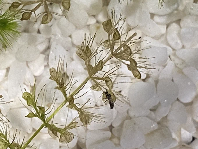 今日は夜の植物園(牧野植物園のイベ)へ行ってスイレンが咲くまで粘ってたので大河実況できんかった 夜の植物園、随所に夜開く花と職員が暗闇の中ぼうっと光って待ち構えており非日常という感じで良かった スイレンやムジナモを見たりクイズに答えて賞品を貰うなどして満足して帰ったのだった