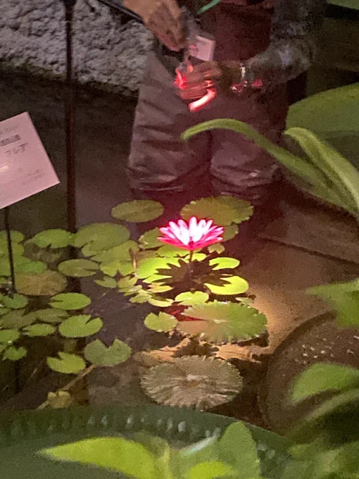 今日は夜の植物園(牧野植物園のイベ)へ行ってスイレンが咲くまで粘ってたので大河実況できんかった 夜の植物園、随所に夜開く花と職員が暗闇の中ぼうっと光って待ち構えており非日常という感じで良かった スイレンやムジナモを見たりクイズに答えて賞品を貰うなどして満足して帰ったのだった
