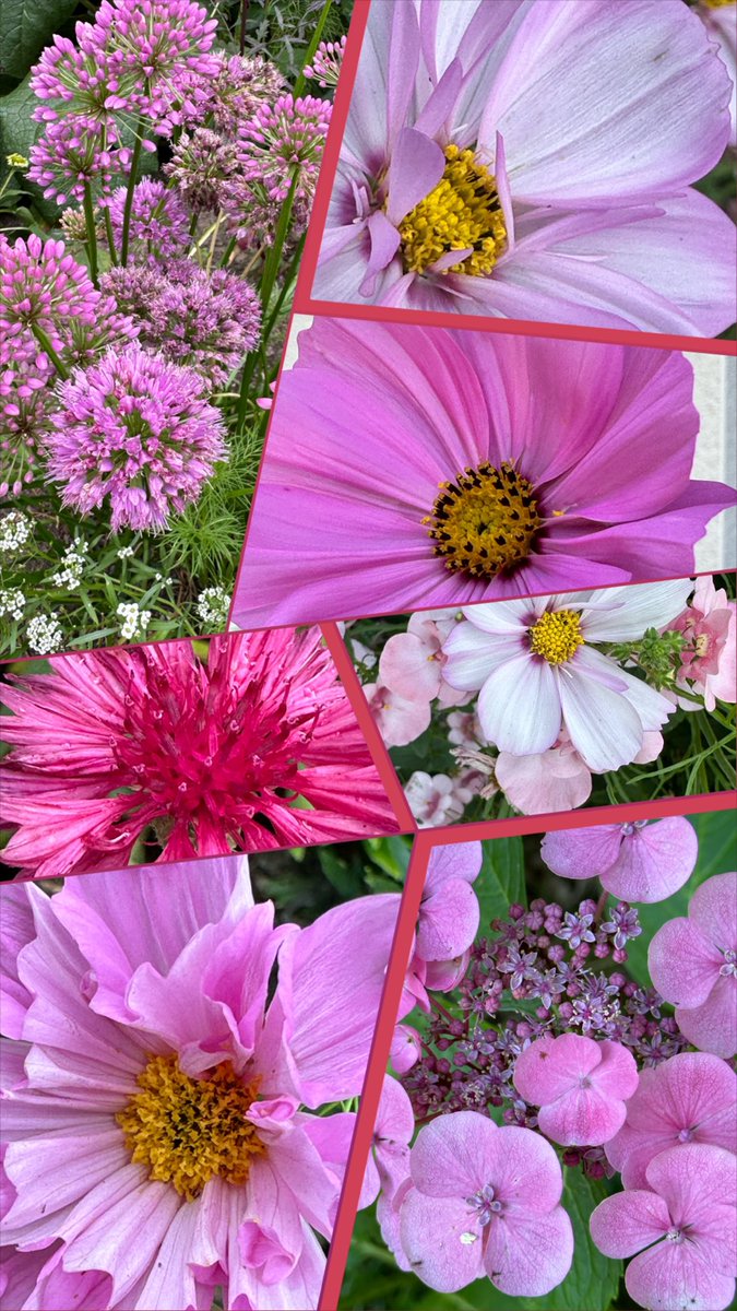 AnnMB48's tweet image. It’s certainly cooler and it’s been over the last week &amp;amp; enough rain showers for the day thank you very much!
I hope that August doesn’t return to the weather that had become our norm! 
Sunshine needed!

#SevenOnSunday
#InThePink
#GardeningTwitter
#FlowersOnTwitter
#AugustGardens