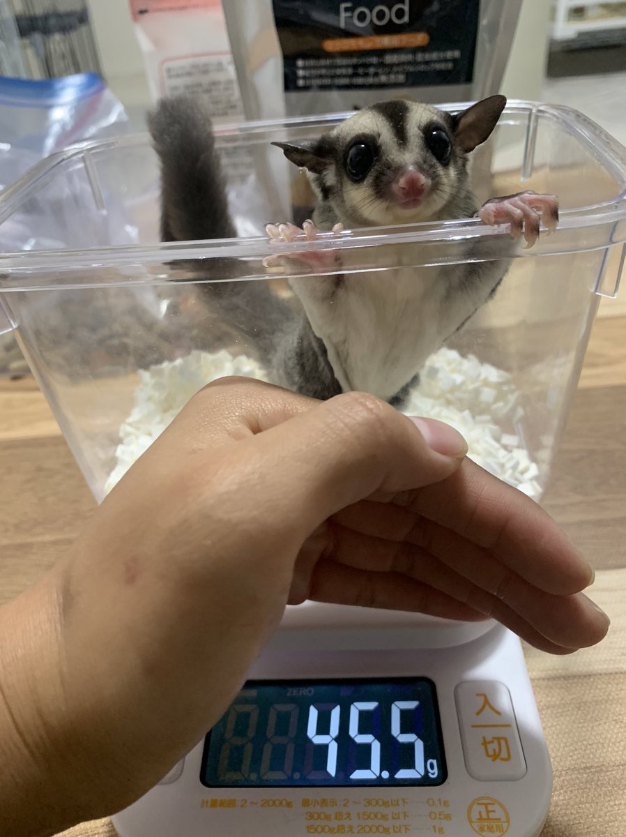 momonoie0522's tweet photo. 脱囊から27日目✌️順調だ✨️
とっても丸い可愛い男の子
ご家族様募集開始致します。
お渡しは8月末頃を予定しています💭
丸顔好きさんお問い合わせお待ちしております🎶
👇お問い合わせホーム👇
https://t.co/ojZUeABVBz
〈簡単詳細〉
脱囊日2024/7/8 ひとりっこ♂
ノーマルhetプラチナorリューシpossクリミノ
(親詳細:ノーマルhetクリミノ50%possリューシ
× プラチナモザイクhetリューシ50%possクリミノ)
https://t.co/5iHrHe6nmf
#フクロモモンガ
#フクロモモンガノーマル