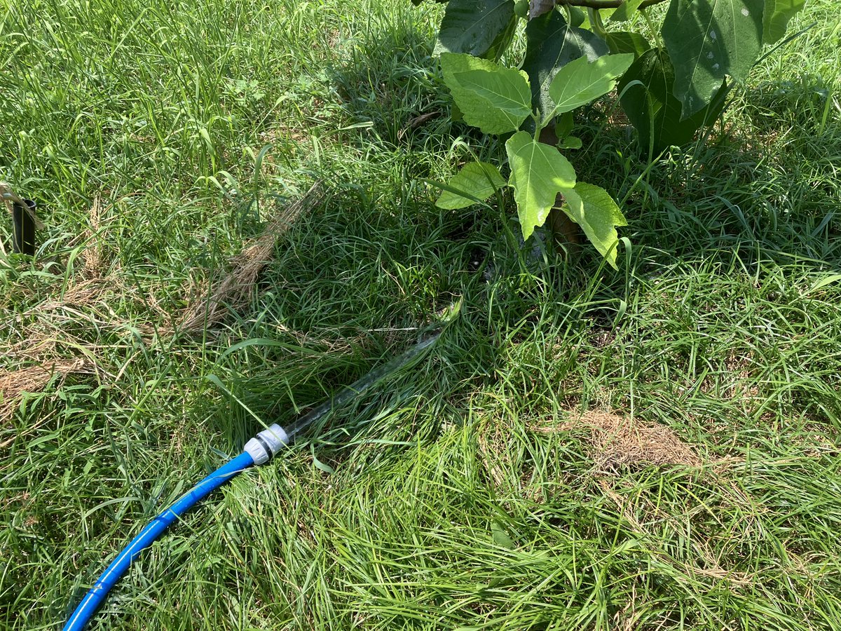 夏本番で、イチジクも忙しくなってきたじゃ。食うための警備員の仕事で思う様に時間が取れんじゃ。やる気が足りんのかのう？
畑が渇いてきたので、灌水にチャレンジじゃ。
しかし、新品のポンプが直ぐ止まるじゃ。
修理で使えそうにないじゃ。
もっと早く試運転をしとくべきじゃったじゃ。