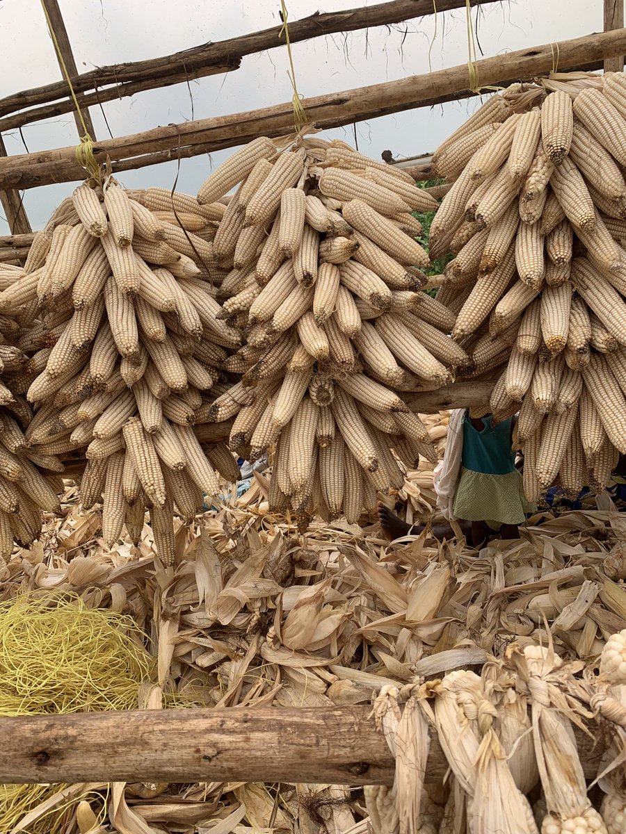 We are gearing up for the start of season A to prepare a high-quality and high-yield crop before
To obtain high-quality seeds, drought- and disease-resistant varieties, early maturing, and high-yield varieties, stop by the <a href="/Triseeds1/">Triseeds</a> stand.

#RwandaAgriShow2024 
#AgInfluencersRw