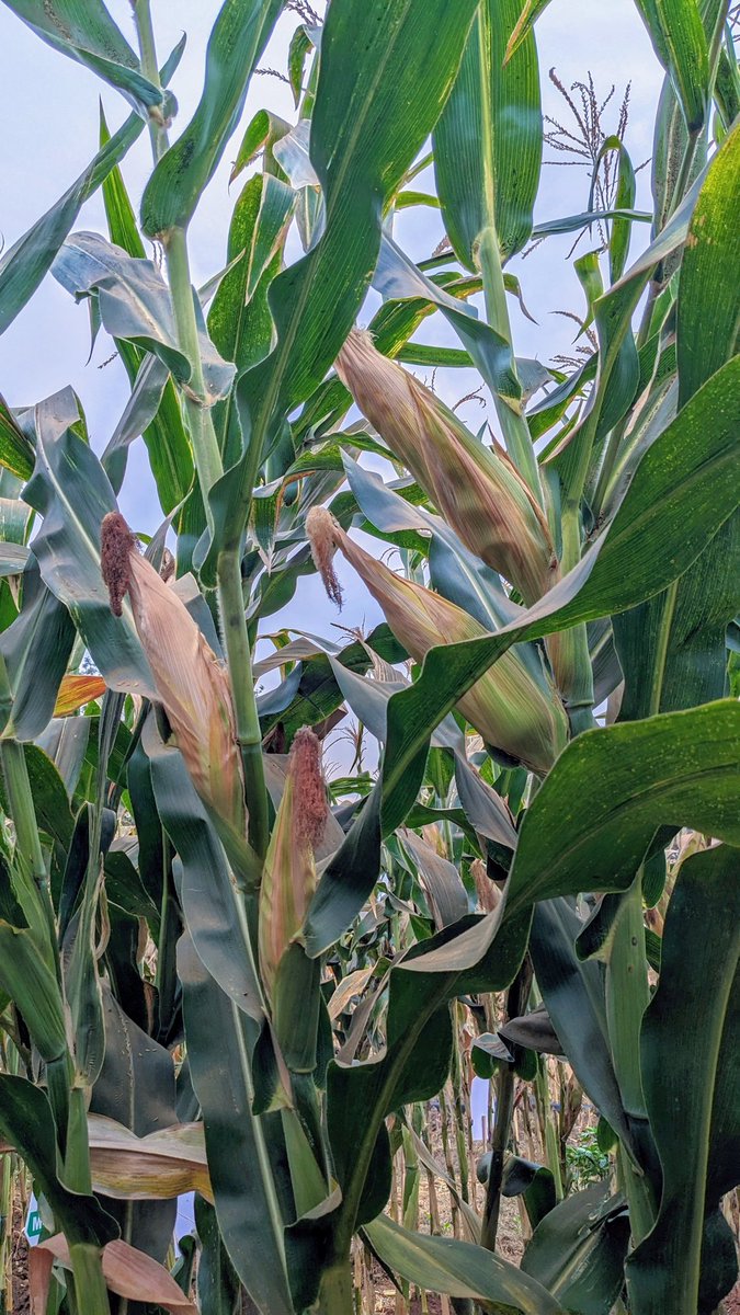 niyo_charles's tweet photo. We are gearing up for the start of season A to prepare a high-quality and high-yield crop before
To obtain high-quality seeds, drought- and disease-resistant varieties, early maturing, and high-yield varieties, stop by the @Triseeds1 stand.

#RwandaAgriShow2024 
#AgInfluencersRw https://t.co/1CDG998c9V