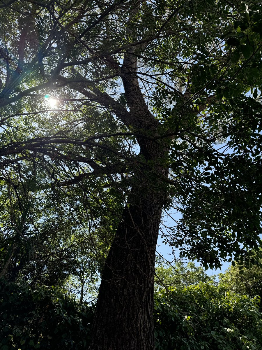 susankmann's tweet photo. Hello twitter peeps, how are you doing? I’ve been away on holiday, spending quality time with my family, finding new art inspiration & pretty skies. What have you been up to? #ArtInspiration #holiday #familytime #summer #treesarecalming #trees #prettyskies https://t.co/vcHK7xxEaB