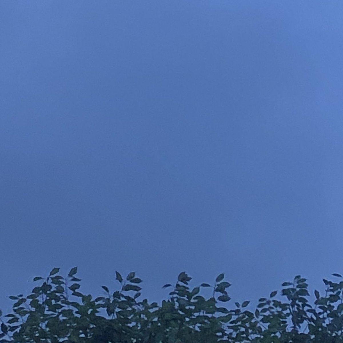 WasThatThunder's tweet photo. The swifts have left haven’t they? @islingt_swifts https://t.co/VGj5i2d7ur