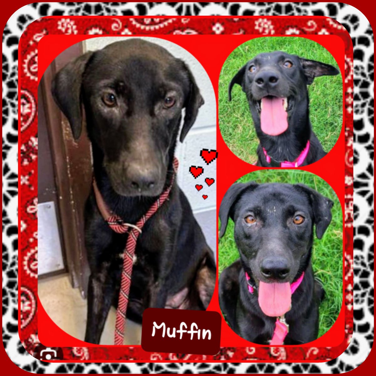 rothfarms's tweet photo. 🚨🆘️⏰️❤️‍🩹#SaveMuffin PLEASE click video below to see this truly elegant lady in action. Pics don't do her justice https://t.co/YT4eUkQcPZ