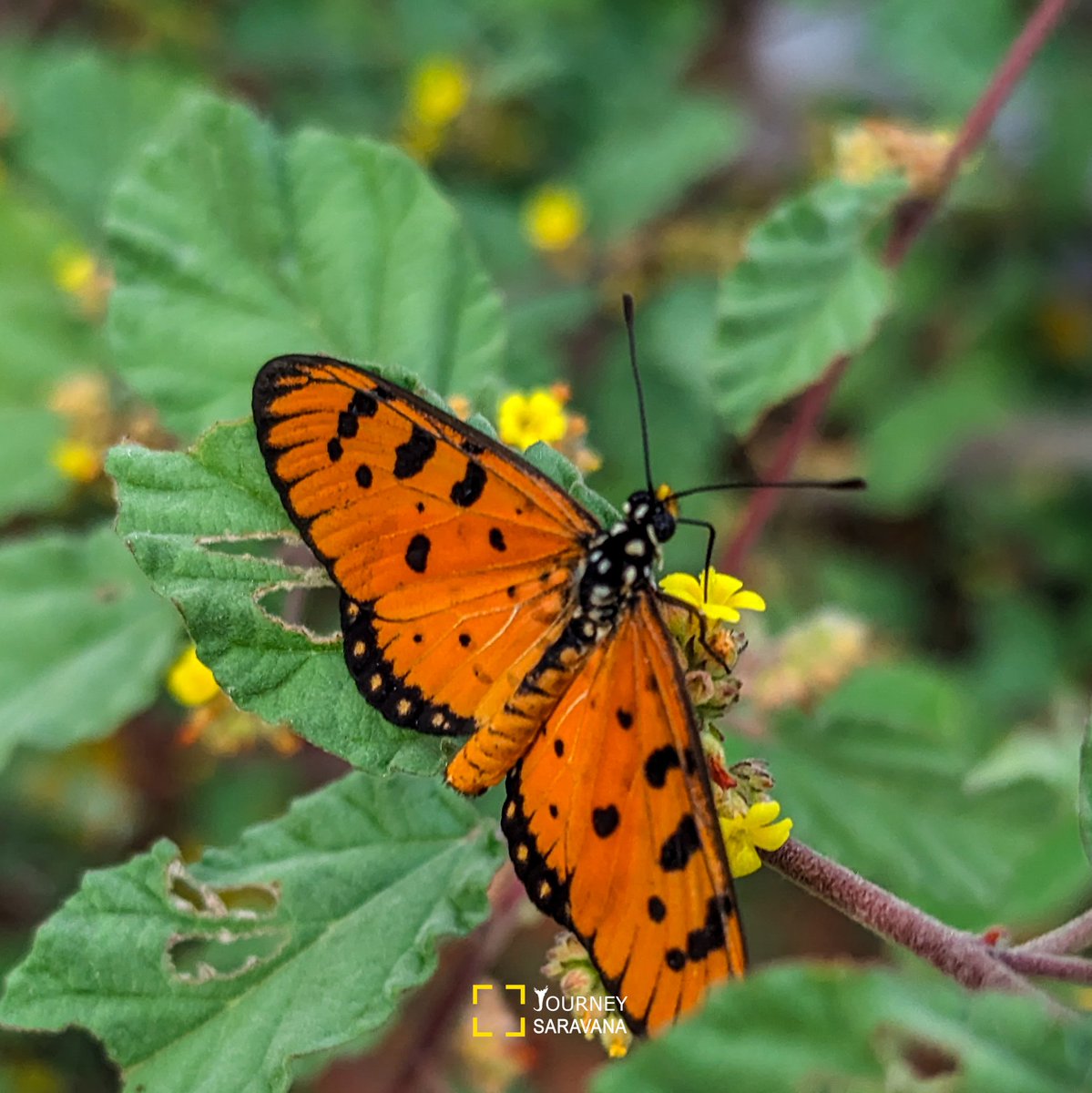 journeysaravana's tweet photo. Day 8
30 butterfly images in 30 days 🏡🦋
#ButterflyTwitter #IndiAves #nature #TwitterNatureCommunity #Insect #journeysaravana #TeamPixel https://t.co/ow5glQTLrF