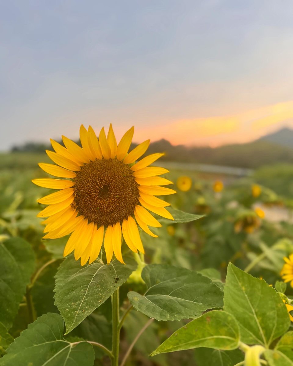 tatsuorider's tweet photo. ソロツーでまんのう町へ
向日葵残ってました https://t.co/NBwLX02LkN
