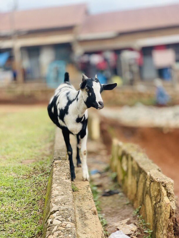 Topman______'s tweet image. Guess the football player.