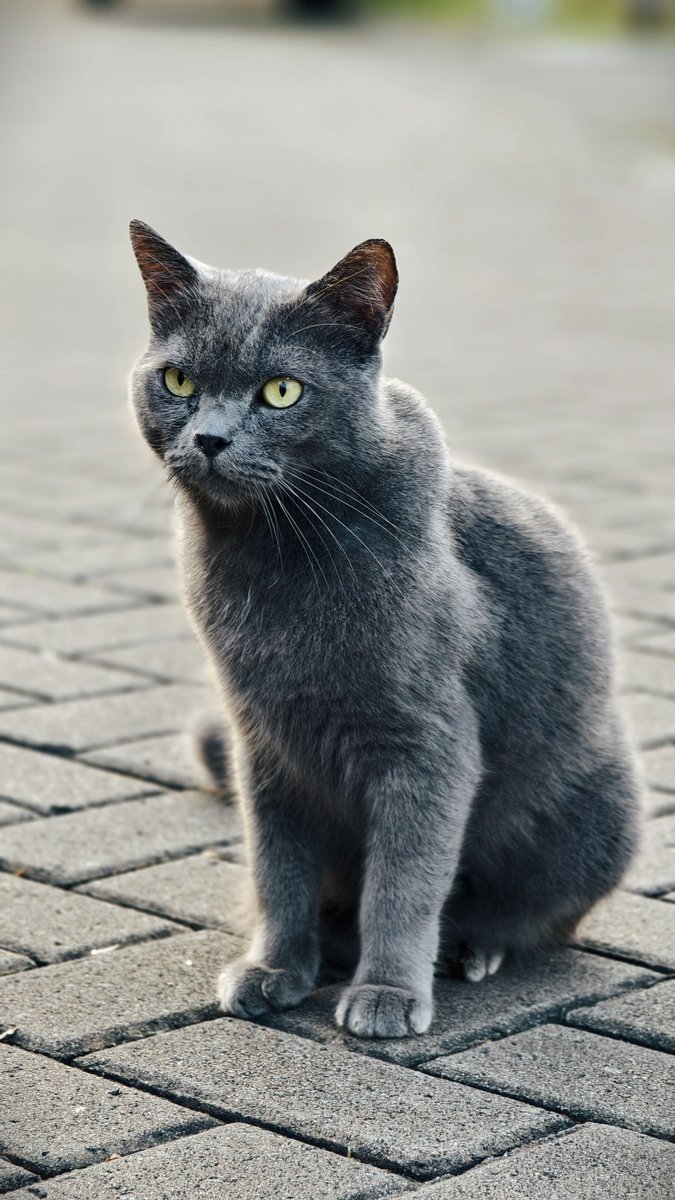 harrynv_'s tweet photo. Kucing tetangga komplek. Namanya si Mbappe. 
Keliatannya galak, padahal manjanya minta ampun. https://t.co/DHSp7ly087