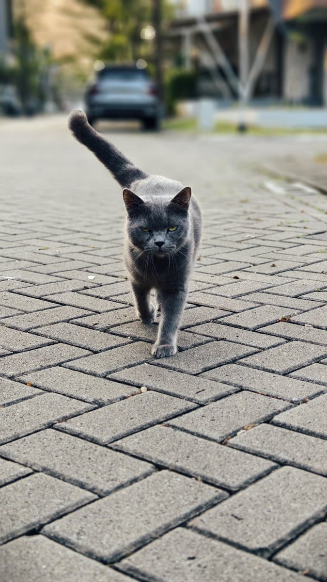 harrynv_'s tweet photo. Kucing tetangga komplek. Namanya si Mbappe. 
Keliatannya galak, padahal manjanya minta ampun. https://t.co/DHSp7ly087