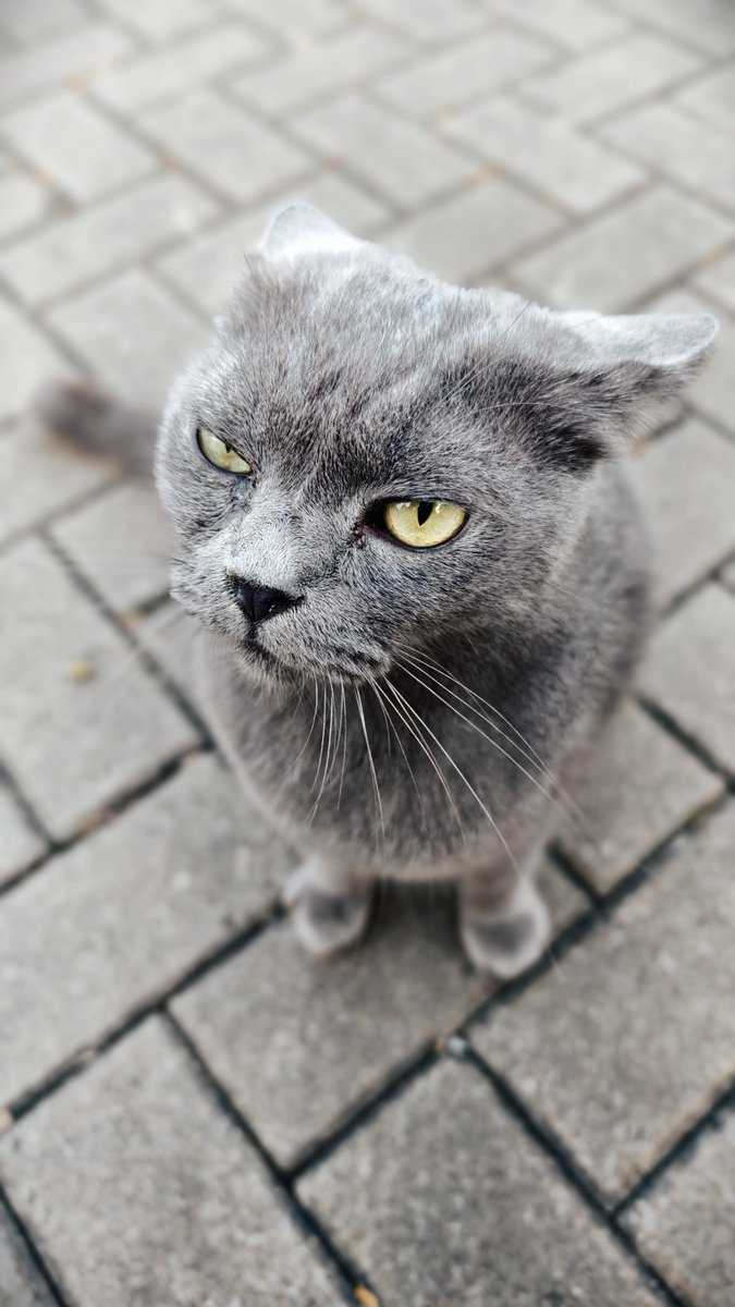 harrynv_'s tweet photo. Kucing tetangga komplek. Namanya si Mbappe. 
Keliatannya galak, padahal manjanya minta ampun. https://t.co/DHSp7ly087